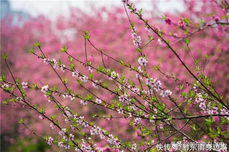 剑河：春暖花竞放 惹人醉芬芳