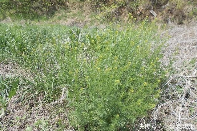 恶草|长得像艾草,古时是救命野菜,如今成麦田恶草,但见到请别错过