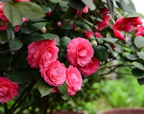 茶花如何来换盆教你3个换盆的小步骤,换盆后长势旺盛开花多