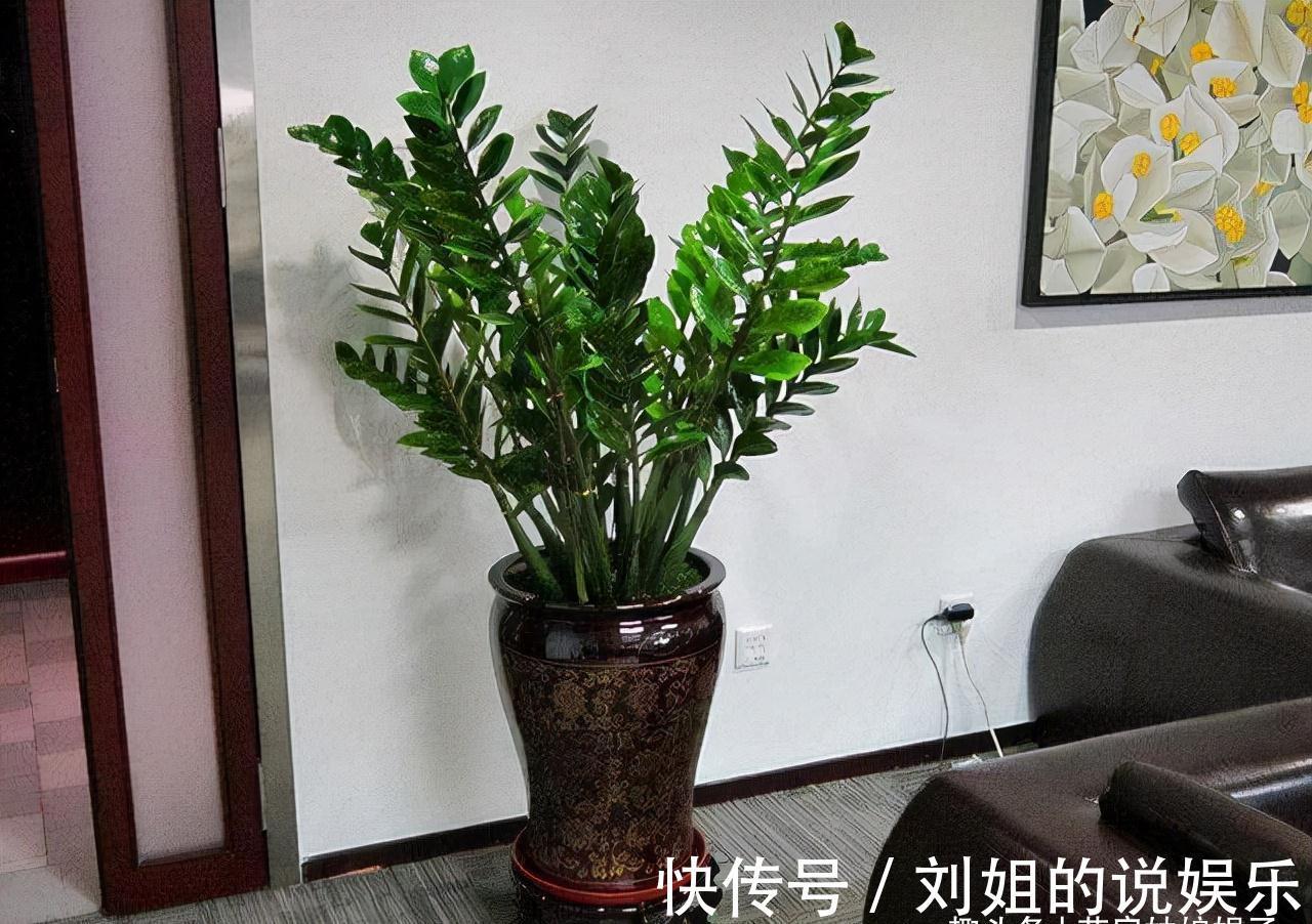 花卉|8种需要冬天“停水”的花，再浇水，可能会要了它们的命