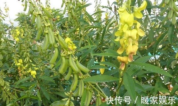 良药|农村路边一种随处可见的野草,没有人注意,不过是止咳平喘的良药