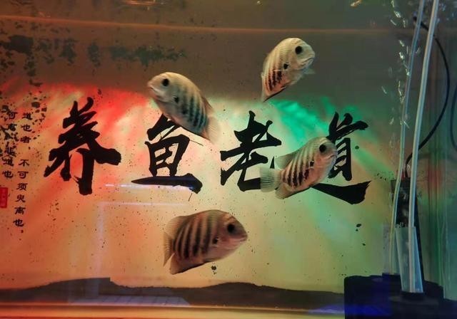 鱼缸|为什么养鱼的一缸清水,几天就变成了一锅高汤?因为作料加多了