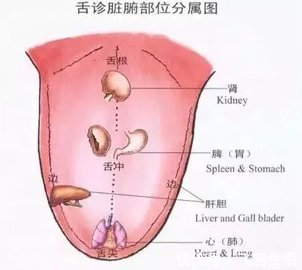 舌苔|学会看自己的舌像，有些癌症或许就能早发现！