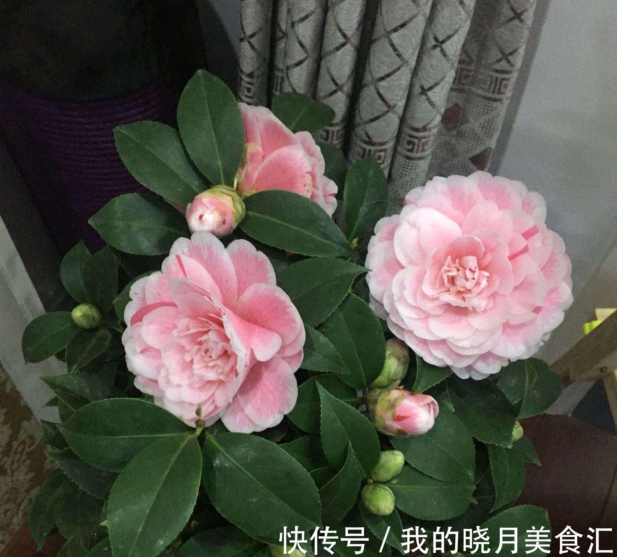 天冷就养“6种花”,越冷越爱开花,吉祥“喜庆”又高档