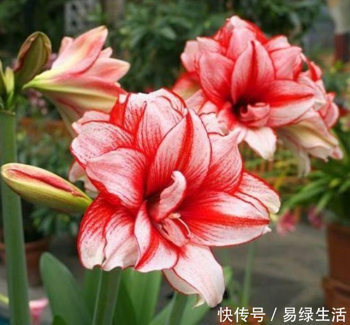 鼠尾|5种花很耐养，开花漂亮花期长，沾土就能活，超美的