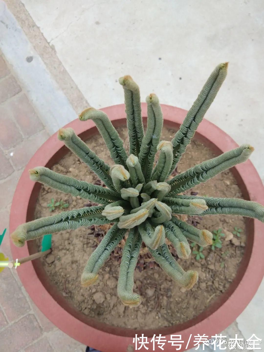 橡皮树|养花就怕乱浇水，越浇死得越快，赶紧住手