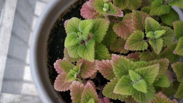 养薄荷花盆里可以积水吗
