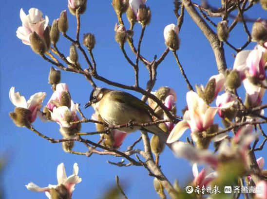 百花公园里一株玉兰率先开花，引来白头翁啄食鸣叫