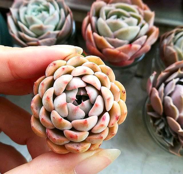 多肉植物“叶子”缺水有4个“信号”，学会一种，养多肉很简单！