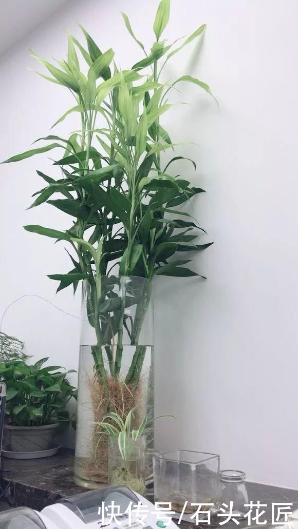 富贵竹一直黄叶，春天是它“翻身”的时机，学会3招就可以