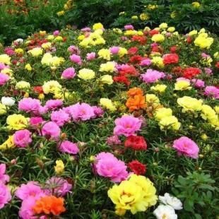 阳台再小，也要养3种花，每次开花都成片，美极了