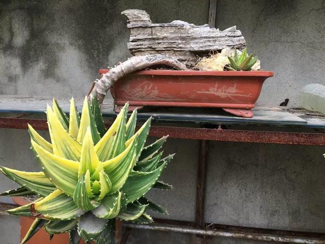 雪花芦荟|养芦荟，掌握3个“方法”，几年就能养成“树”，主干胳膊粗