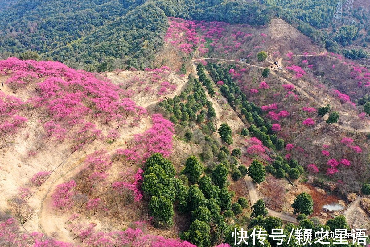 花海|宁波赏梅地，梅开成海，首选一二三