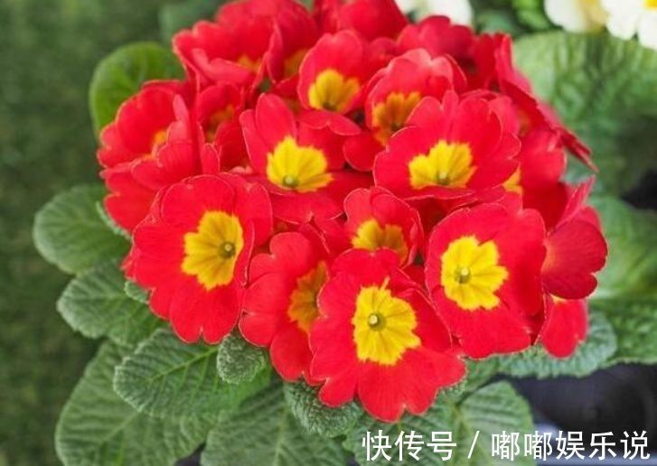 花卉|居家就养此款花卉，不闻不问，养家里，财运越来越好