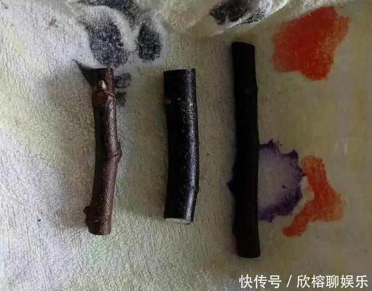 花花|大粗杆插土里,7天生根,当年结果压弯枝,不用买水果了!