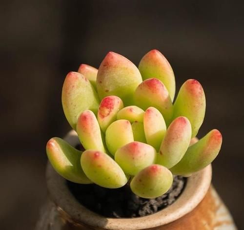 如何给多肉植物浇水？