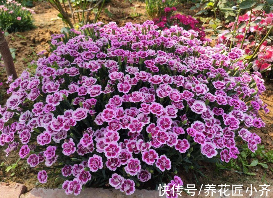 单瓣|10种“漂亮花”，春天撒几粒种子，长满小花园，开出一片“花海”