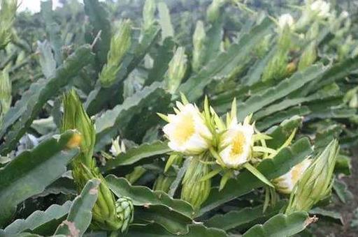 食物|女性再没钱，四种食物不能省，排出体内毒素，减少皱纹，不妨一试