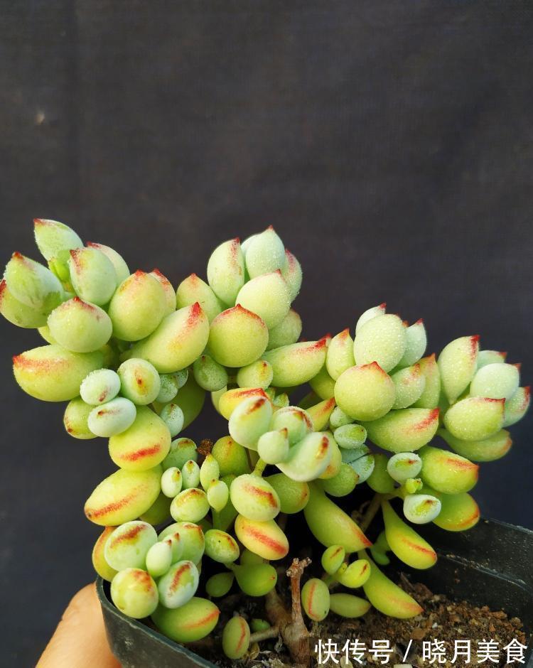 花盆|冬季买多肉,满足4个条件,“服盆”快容易出状态