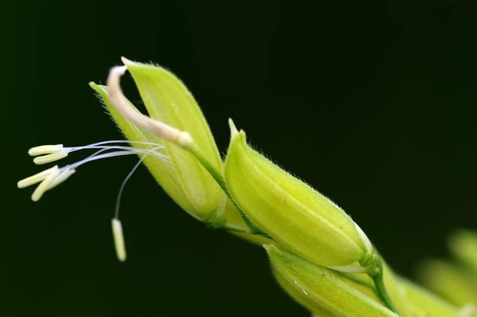 粮食开花，赏心悦目，您见过吗？