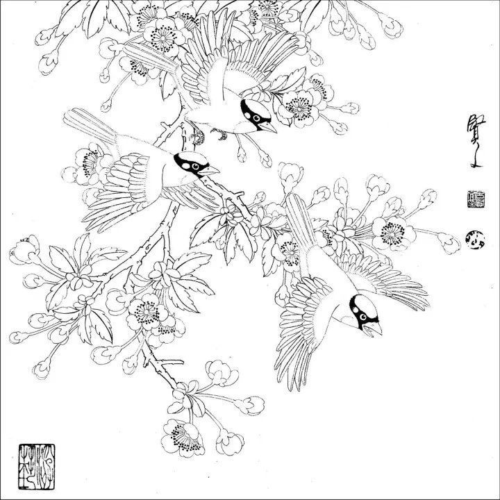 资料集|王道良实用花鸟白描资料集