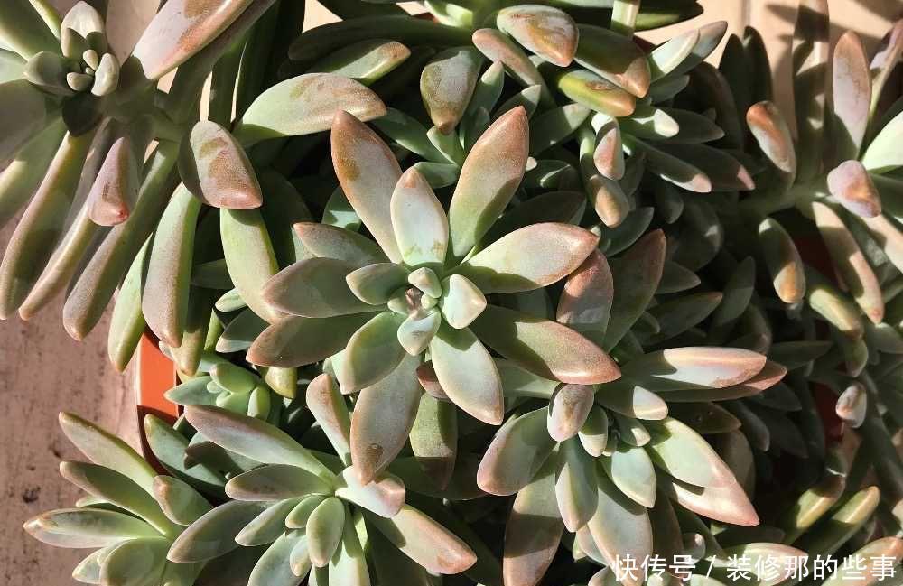 玄月|多肉可以晒太阳吗?注意2点,越晒颜色越好看,顺利出状态