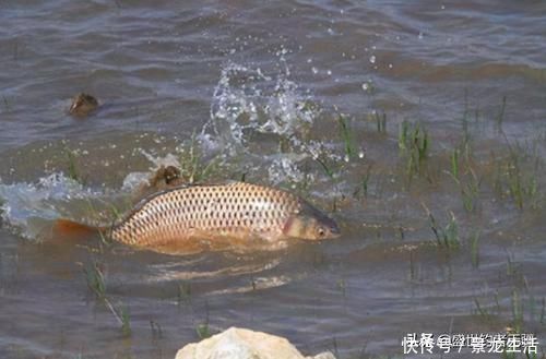 听觉|钓鱼时不能大声说话,声音会把鱼吓跑,鱼真能听到人说话吗?