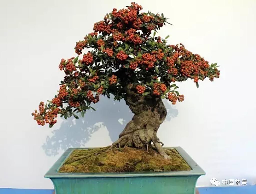 秋林|盆景养殖不在多而贵在精,你能养成这样吗?