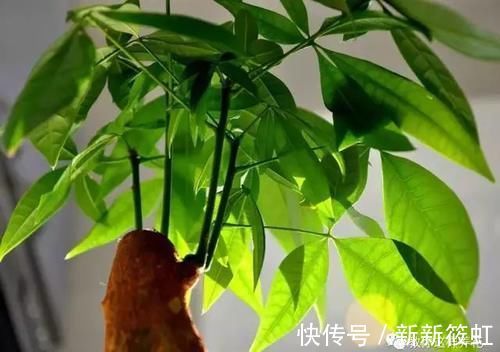 旺财|6种花镇宅旺财,净空气促健康,养过的都说“值得”!