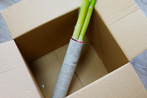  冬天囤大葱，记住“3部曲”，大葱不空心不发黏，放到过年也能吃