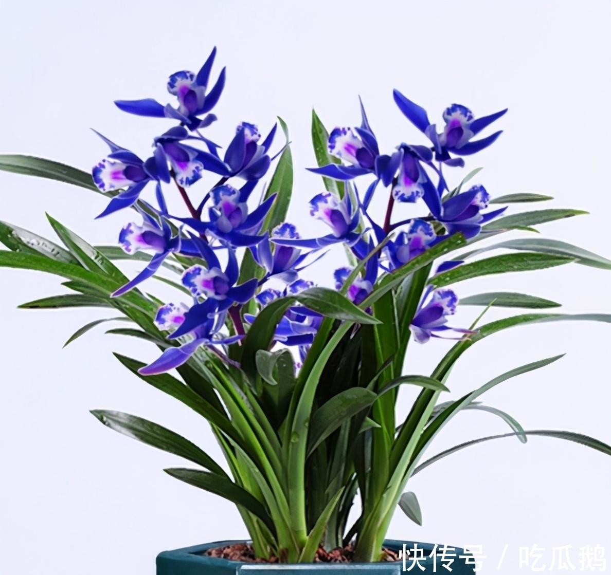 这款“蓝色”突然就火了，是我见过的最美兰花，摆一盆高雅又大气