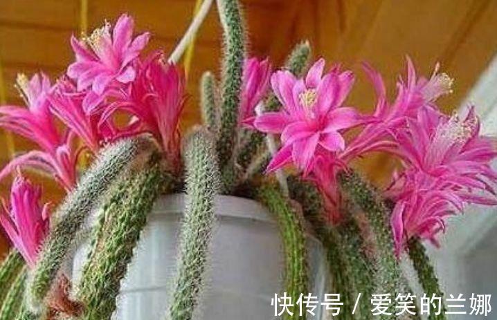 杜鹃花|家里养上4种花,花开一茬又一茬,美不胜收,人见人爱!