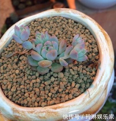 虹之玉锦|别人家和我家“多肉”对比图，能养得“丑”出境界的，真是辛苦了