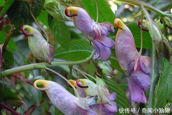 少见|世界上最美的5种花,有1种极其少见,每一种都美到窒息