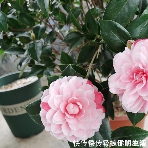 价值|这种花是世界著名的花，多色的花，美丽的，牡丹不失，容易保养，栽培很有价值