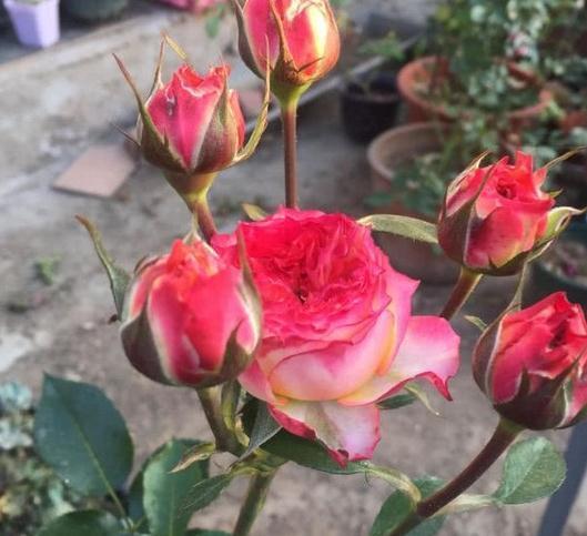 一米高的月季笋芽,现在该不该剪,不同阶段处理方式大不同