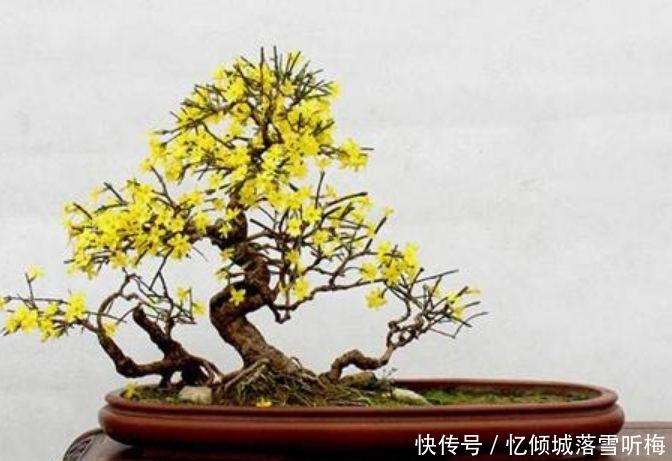 庭院|家里有庭院,最适合养3种花,开出的花朵鲜艳无比,非常的迷人