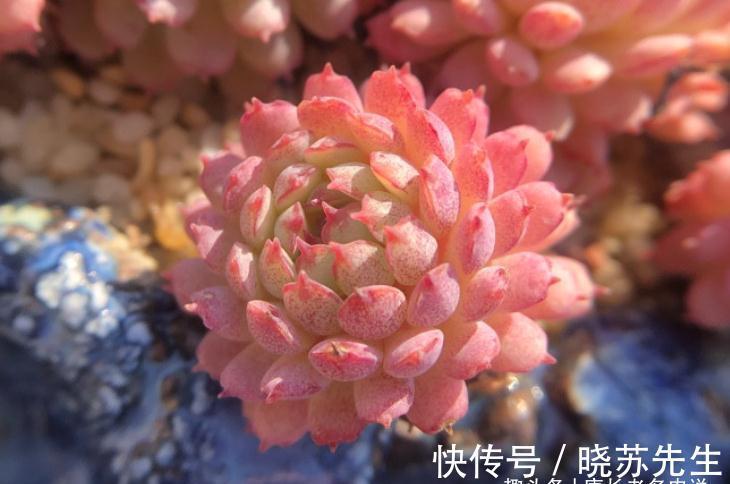 有些多肉几年没人管都不会死？据我所知有5-6个品种的确如此强横