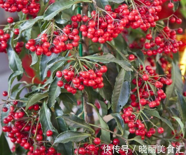 何首乌|5种为盆栽而生的植物,名字好听易养活,你家山上可能有,别错过