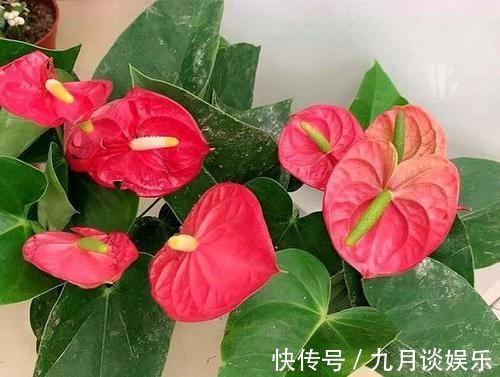 光照|4种花耐阴能力强,而且都是观花植物,家里光照不好也能养
