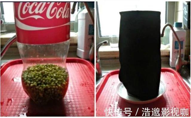 瓶子|想吃豆芽1个“雪碧瓶”就能做，只要花个豆子钱，7天冒出一桶