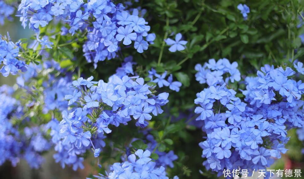 阳台养花学会“组合”,开花就像接力赛,这盆开完那盆开