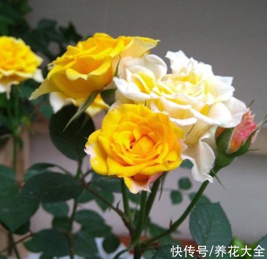  浇水|养花全凭第六感？厉害了，“花卉终结者”就是这么炼成的