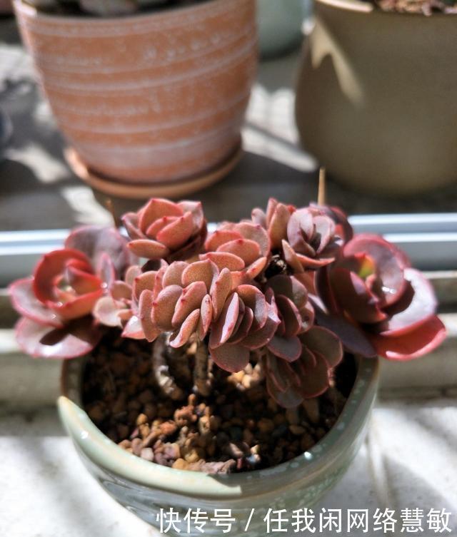 养了三年，多肉终于给点颜色瞧瞧了