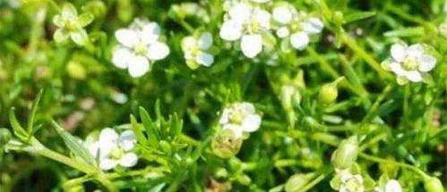 对身体极好的食物，坚持常吃，刮油消脂，营养瘦身，越吃越年轻