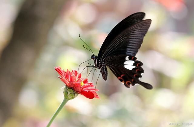 志强!一枝花,十五首诗词,一段故事八苦人生路不堪,一山攀过一山拦