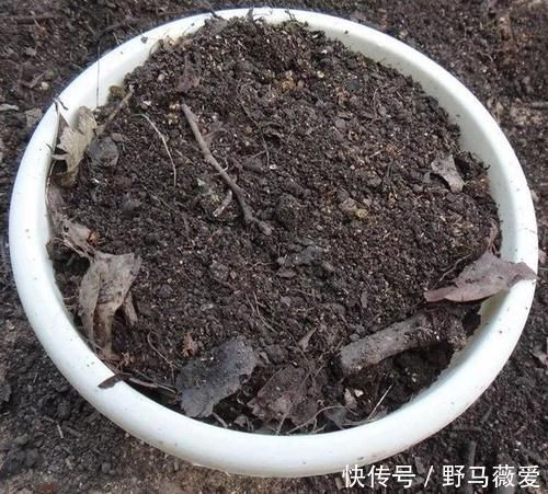 化肥|花生和瓜子壳、鸡蛋壳拿来养花,这么用,效果比化肥强10倍