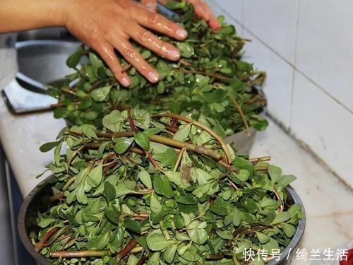 采摘|这野菜从春吃到夏,味道有点酸,但价值极高,晒干后越放越香