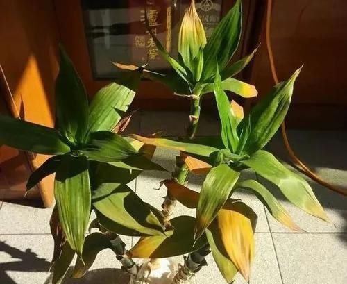 养文竹|6月后,7种花要远离阳台,不然“黄叶”没商量