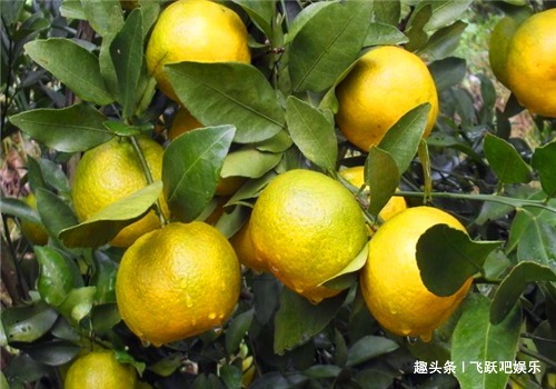 宿便|女性不想老太快,多食4种食物,改善体质,滋补身体,滋养肌肤!